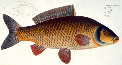 Carp (Cyprinus Carpio) plate XVI from 